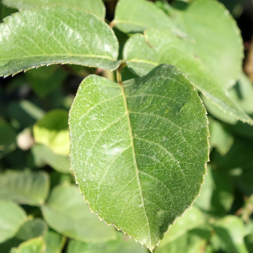 Roseira de flor grande Golden Perfumella (Folhagem)