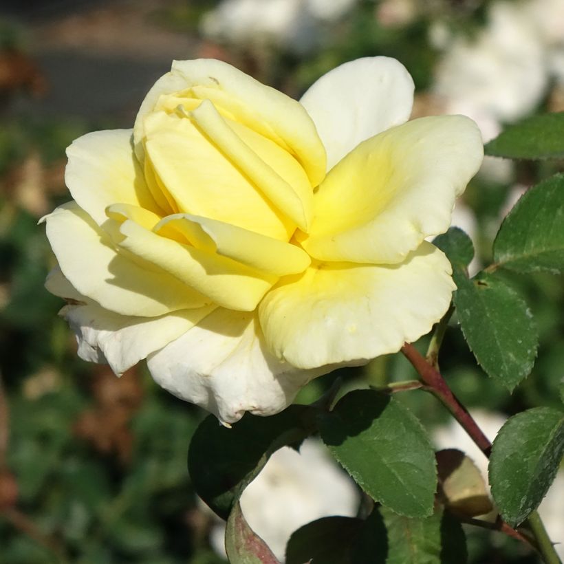 Roseira de flor grande Golden Perfumella (Floração)