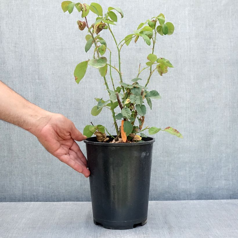 Amostra de Rosier à grandes fleurs Golden Perfumella Vaso de 4 L/5 L tal como entregue no verão