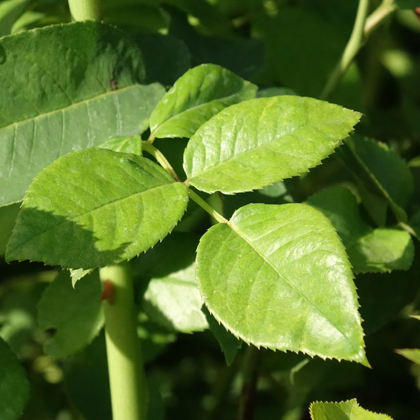 Roseira de flor grande Goldfinger (Folhagem)