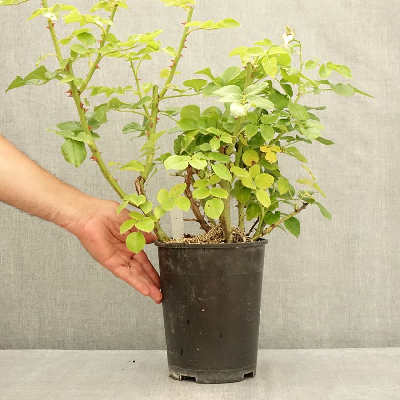 Amostra de Rosier à grandes fleurs Goldfinger Vaso de 4 L/5 L tal como entregue no verão