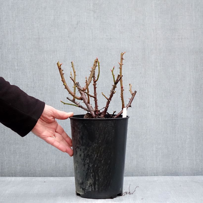 Amostra de Roseira de flor grande Goldfinger Vaso de 4 L/5 L tal como entregue no inverno