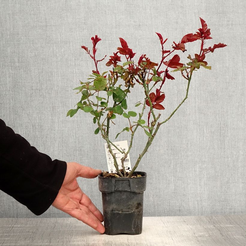 Amostra de Rosier à grandes fleurs Grande Amore Vaso de 10 cm/11 cm tal como entregue na primavera