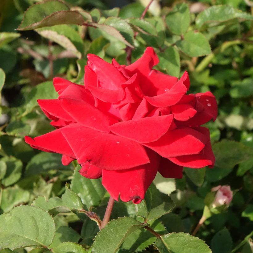 Roseira de flor grande Grande Amore (Floração)