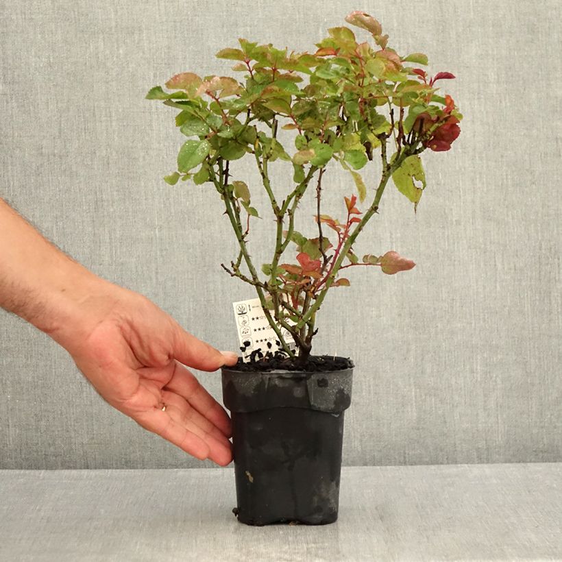 Amostra de Roseira de flor grande Grande Amore Vaso de 10 cm/11 cm tal como entregue no verão