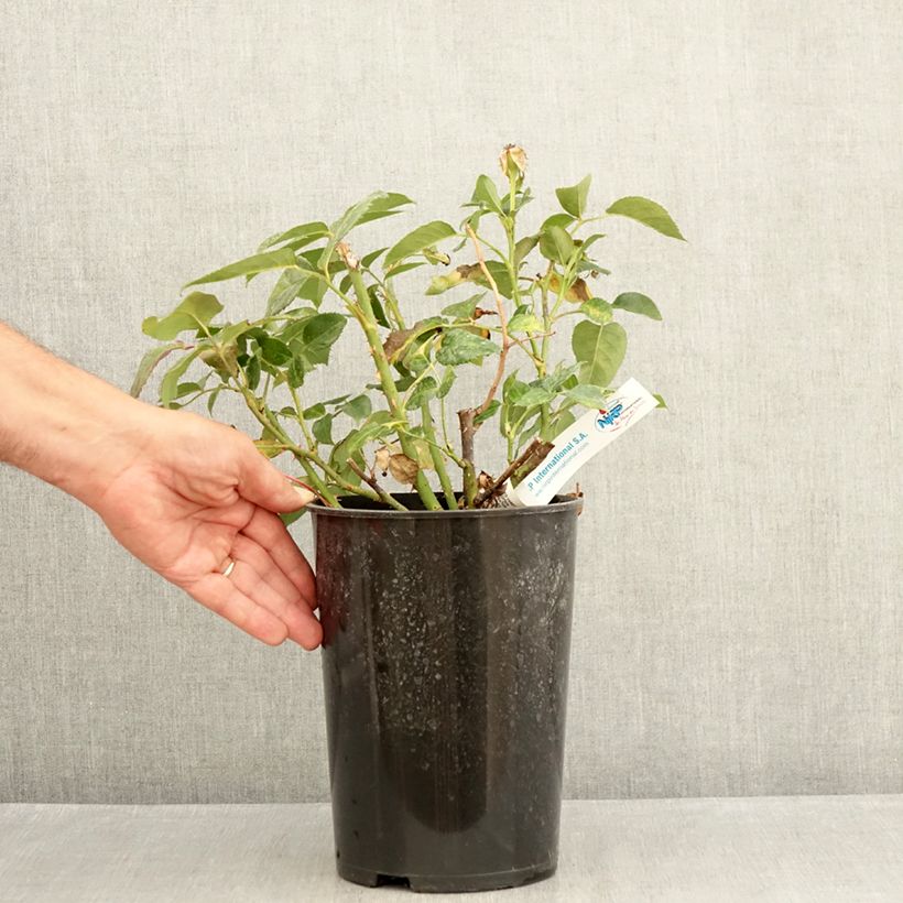 Amostra de Roseira de flor grande Grande Classe Vaso de 4 L/5 L tal como entregue no verão