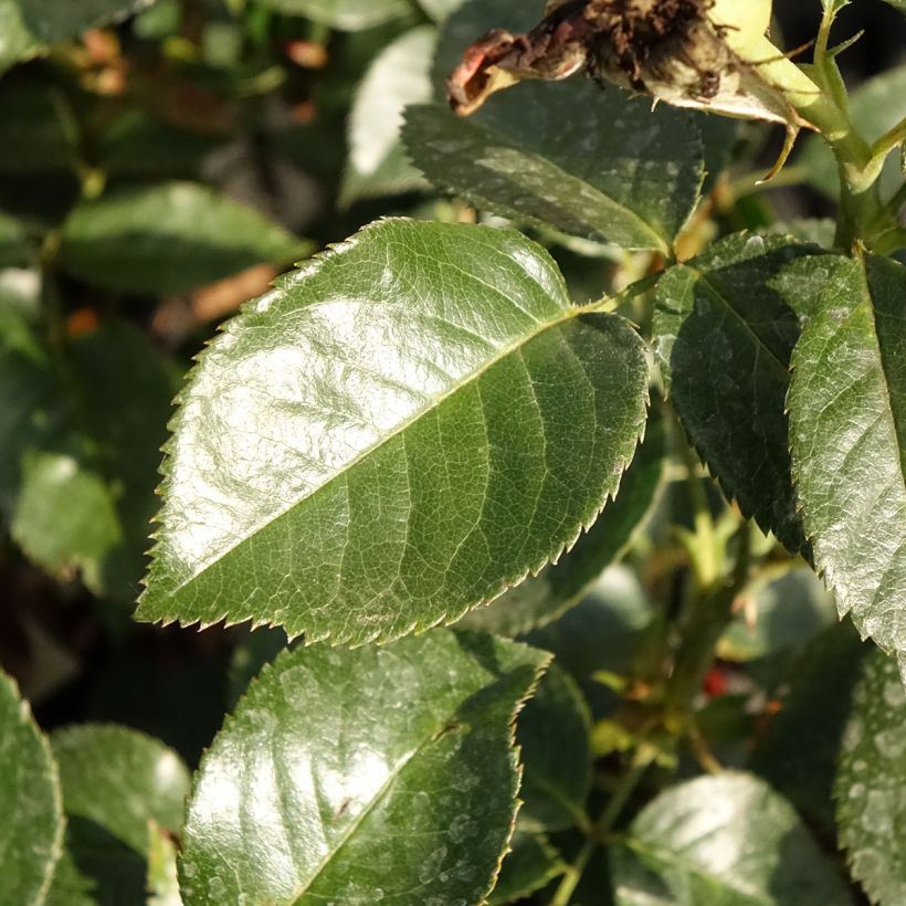 Roseira de flor grande Grande Classe (Folhagem)