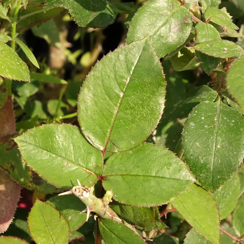 Roseira de flor grande Guignol Orabrica (Folhagem)
