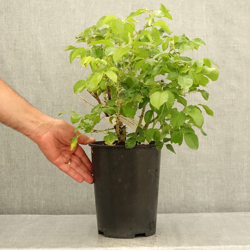 Amostra de Roseira de flor grande Guillaume Gomez Vaso de 4 L/5 L tal como entregue no verão