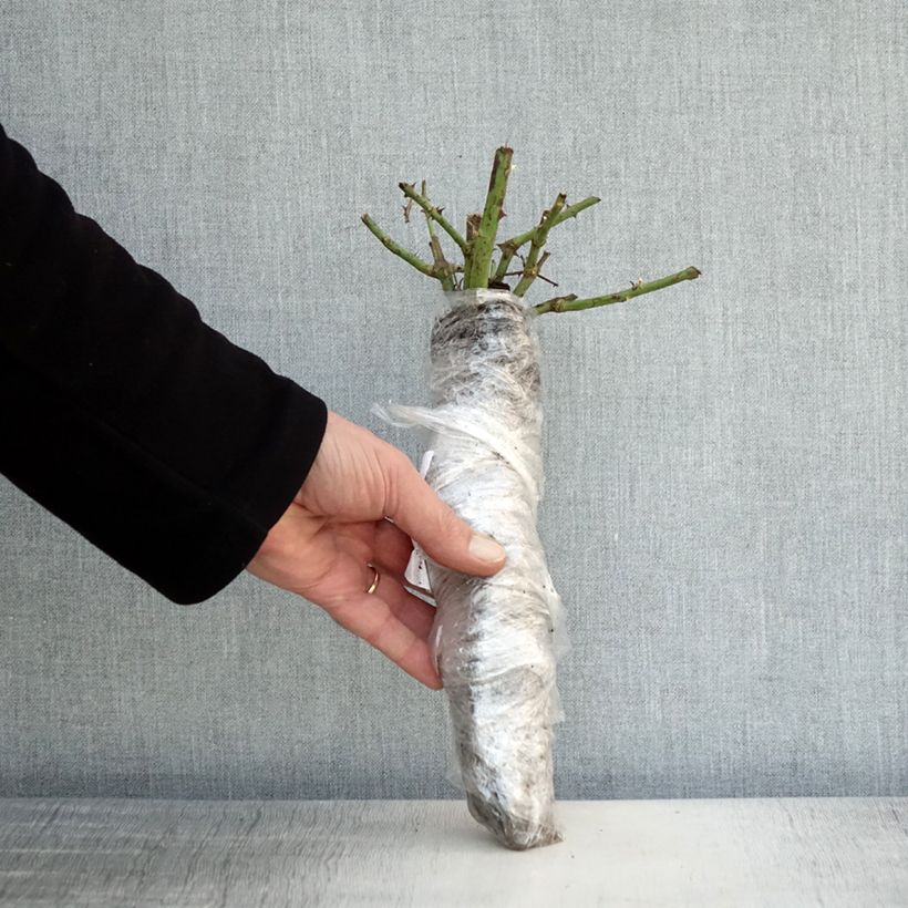 Amostra de Rosier à grandes fleurs Guillaume Gomez Raízes nuas em torrão tal como entregue no inverno