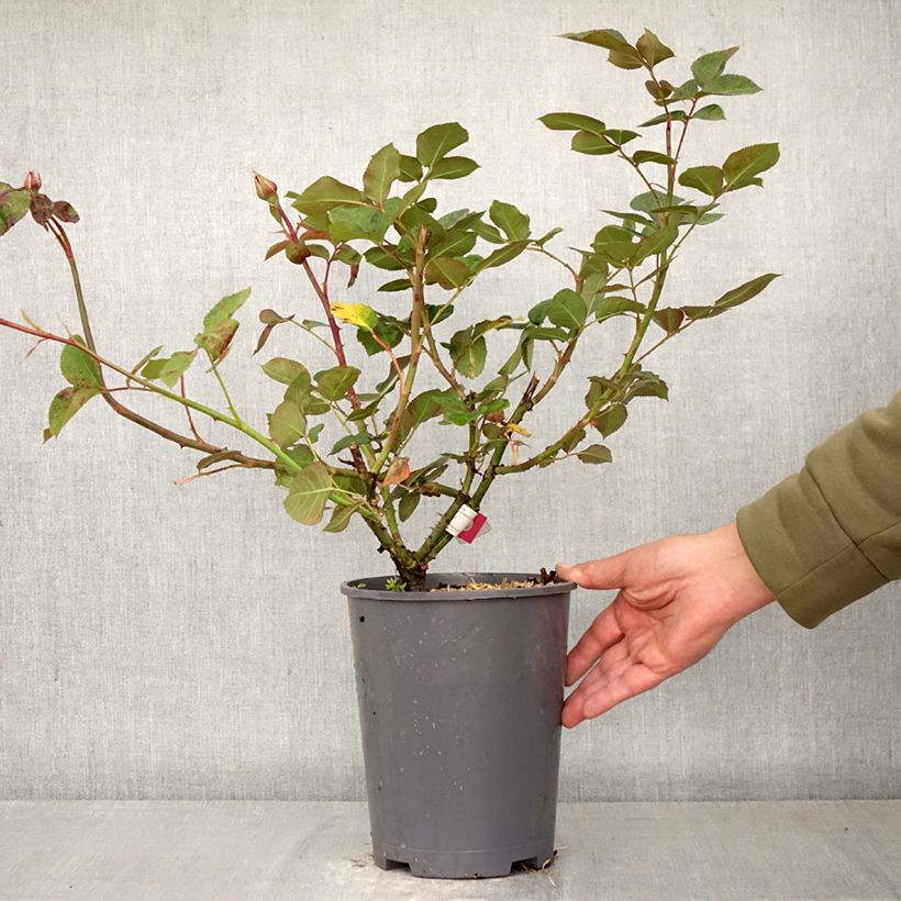 Amostra de Roseira de flor grande Hameau Duboeuf Vaso de 4 L/5 L tal como entregue na primavera