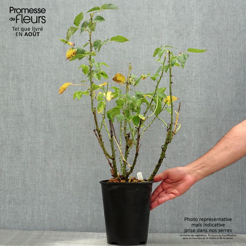 Amostra de Roseira de flor grande Henri Delbard Vaso de 3 L/4 L tal como entregue no verão