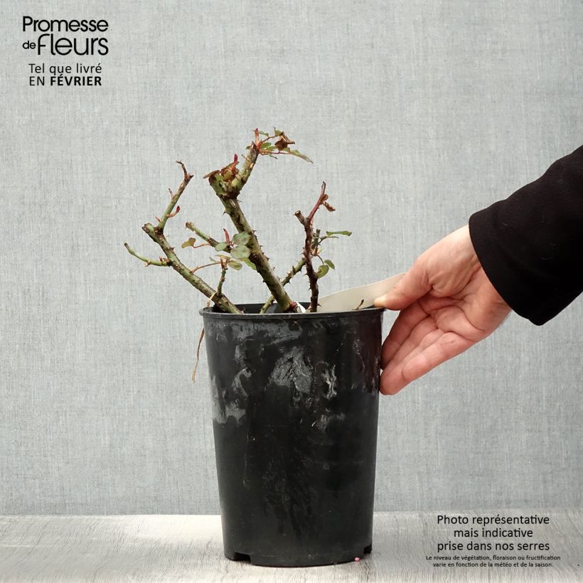 Amostra de Roseira de flor grande Henryane de Chaponay Vaso de 4 L/5 L tal como entregue no inverno