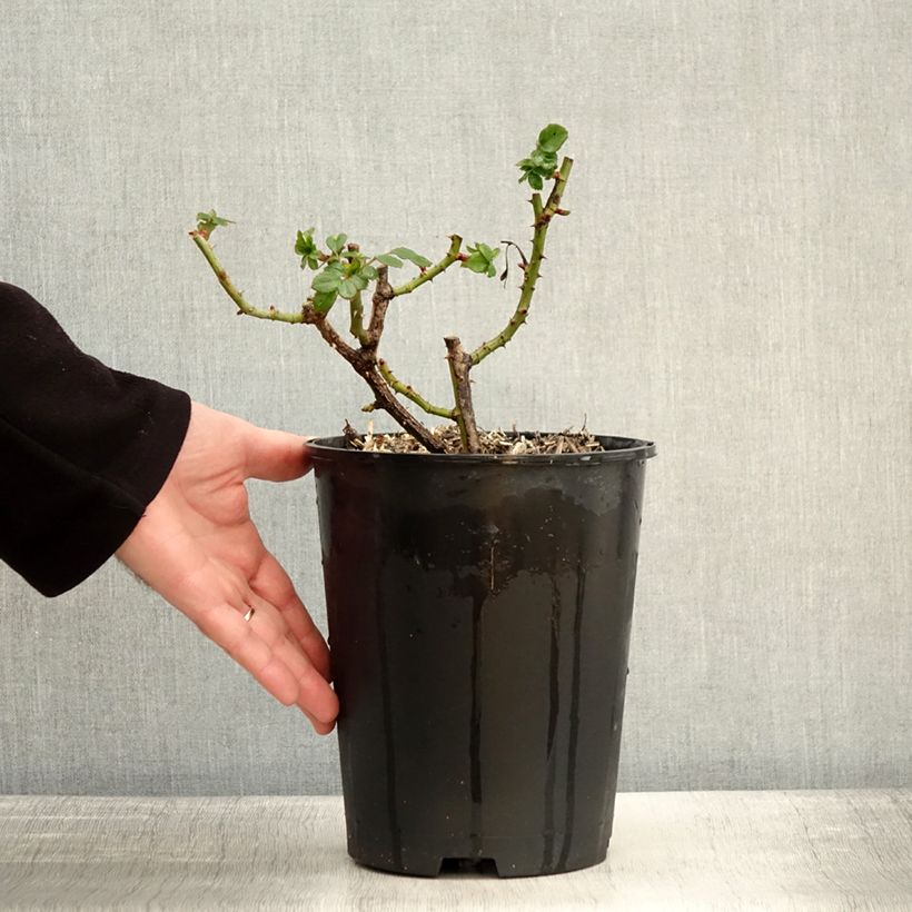 Amostra de Rosier à grandes fleurs Holiday Island Key Largo Pot de 4L/5L tal como entregue no inverno