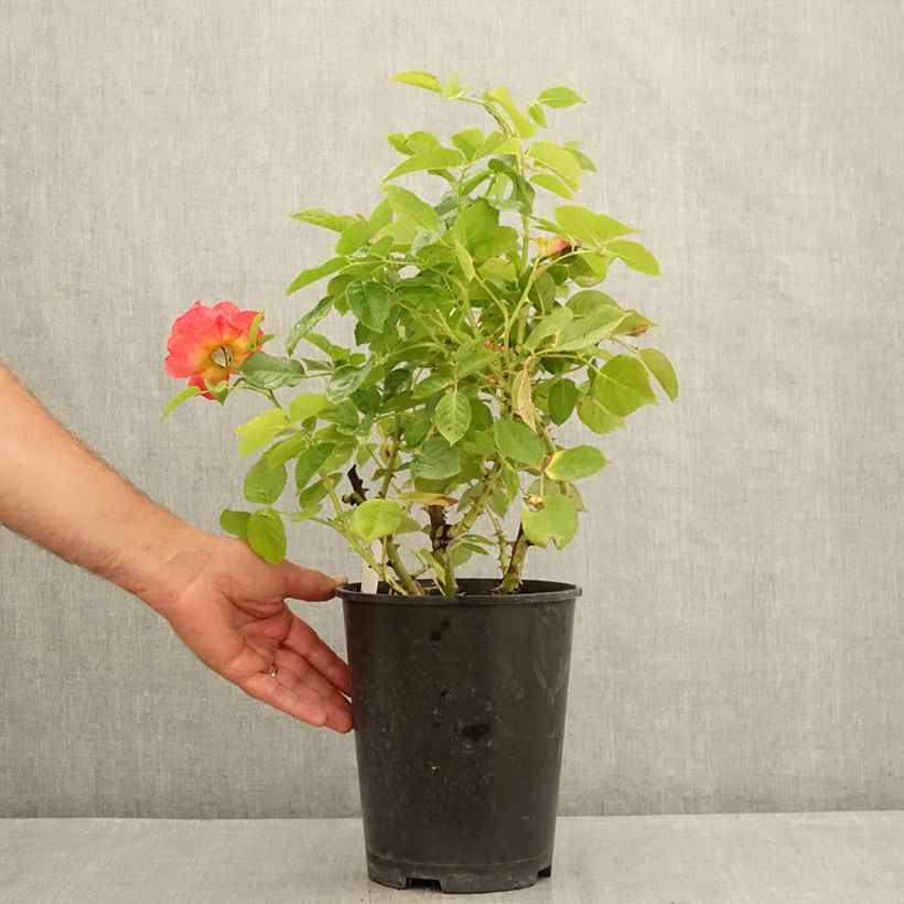 Amostra de Roseira de flor grande Ibiza Vaso de 4 L/5 L tal como entregue no verão