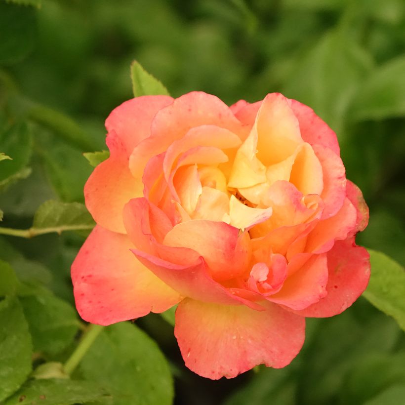 Roseira de flor grande Ibiza (Floração)