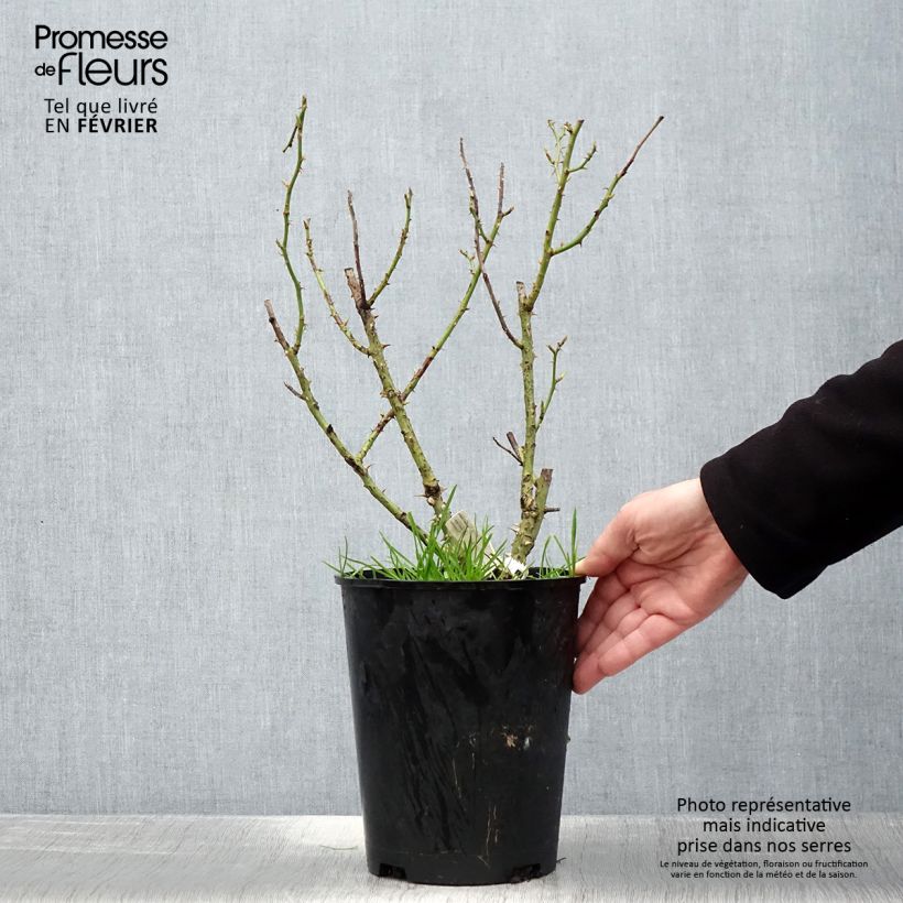 Amostra de Roseira de flor grande Impératrice Farah Vaso de 4 L/5 L tal como entregue no inverno