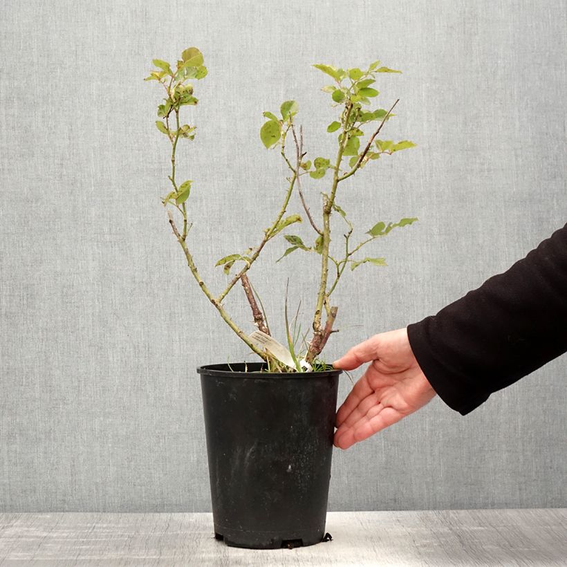 Amostra de Roseira de flor grande Impératrice Farah Vaso de 4 L/5 L tal como entregue na primavera