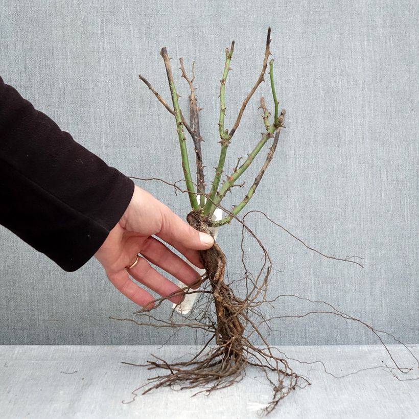 Amostra de Rosier à grandes fleurs Ingrid Bergman Raízes nuas tal como entregue no inverno