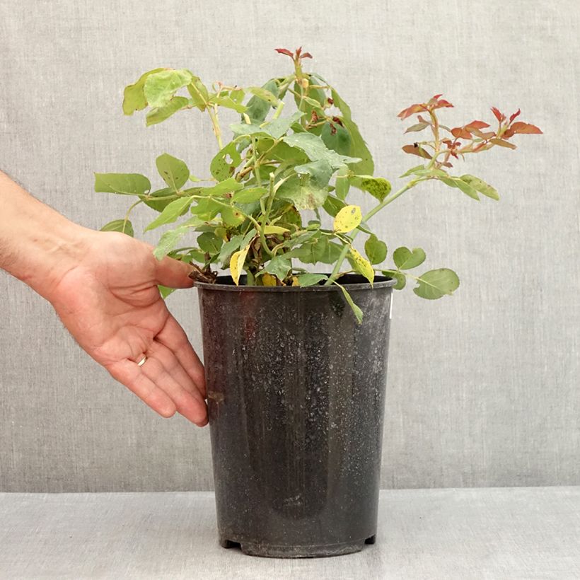 Amostra de Roseira de flor grande Jalitah Vaso de 4 L/5 L tal como entregue no verão