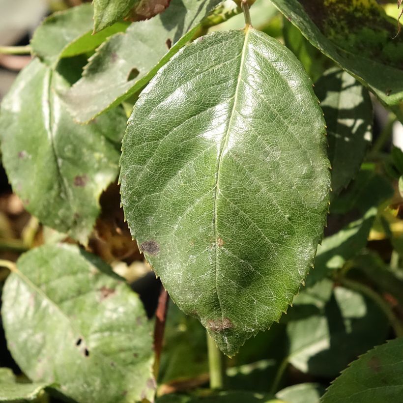Roseira de flor grande Jalitah (Folhagem)