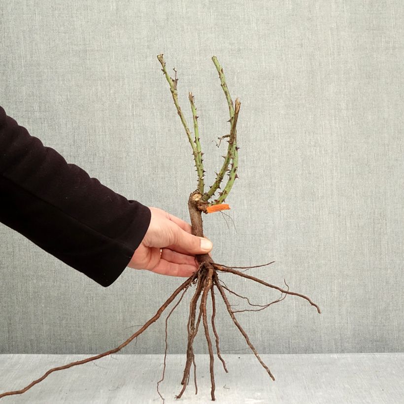Amostra de Roseira de flor grande Jardins de Bagatelle Raízes nuas tal como entregue no inverno