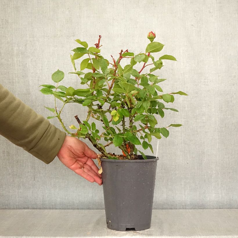Amostra de Roseira de flor grande Jean de la Fontaine - Rosa Vaso de 4 L/5 L tal como entregue na primavera