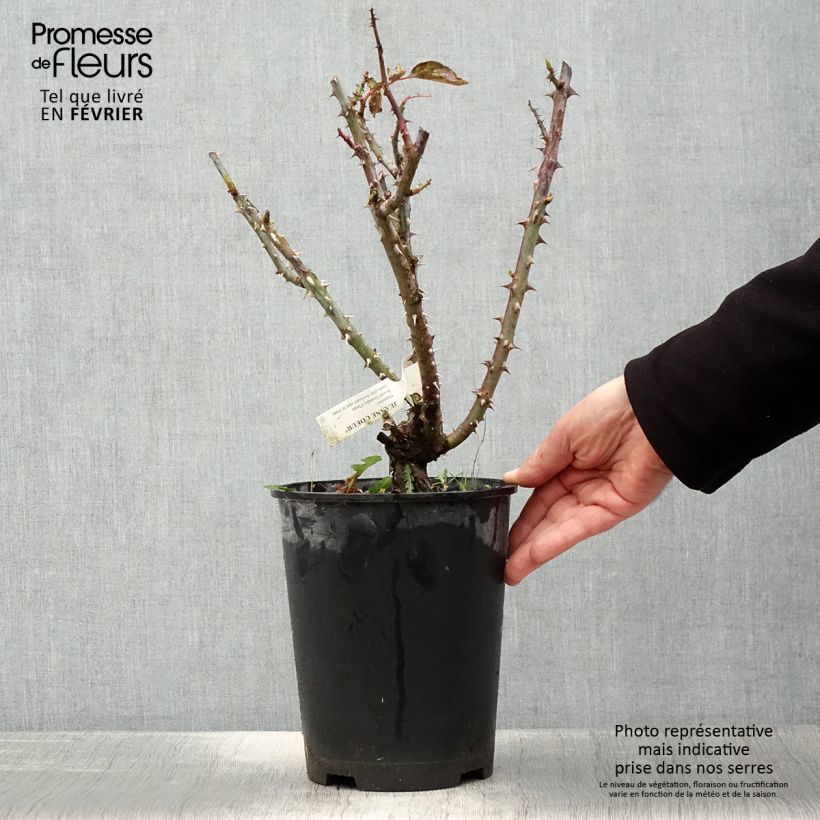 Amostra de Rosier à grandes fleurs Jeanne Coeur Pot de 4L/5L tal como entregue no inverno