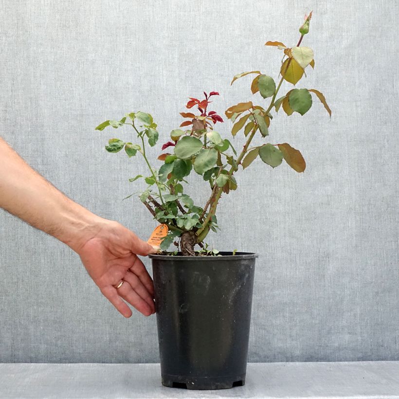 Amostra de Rosier à grandes fleurs Jubilé Papa Meilland Pot de 4L/5L tal como entregue no verão
