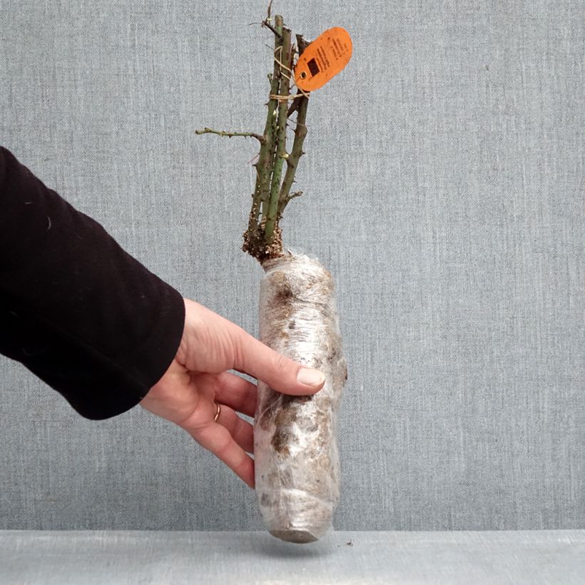 Amostra de Roseira de flor grande Jubilé Papa Meilland Raízes nuas em torrão tal como entregue no inverno