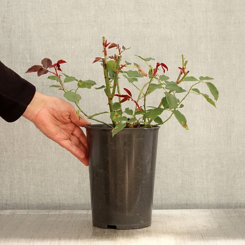 Amostra de Roseira de flor grande Just Joey Vaso de 4 L/5 L tal como entregue no outono