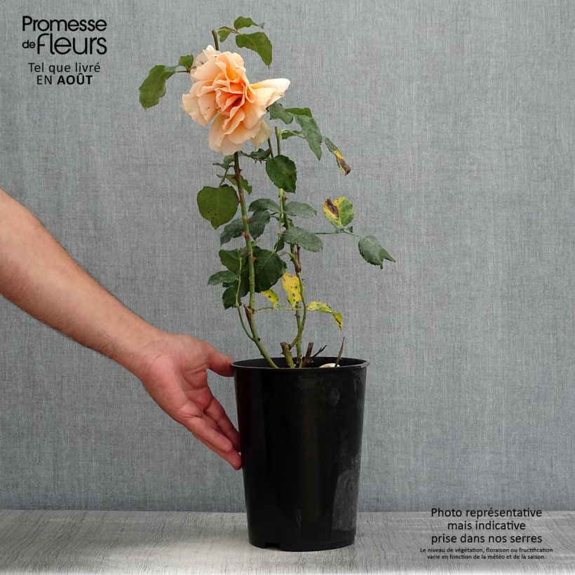 Amostra de Roseira de flor grande Just Joey Vaso de 4 L/5 L tal como entregue no verão