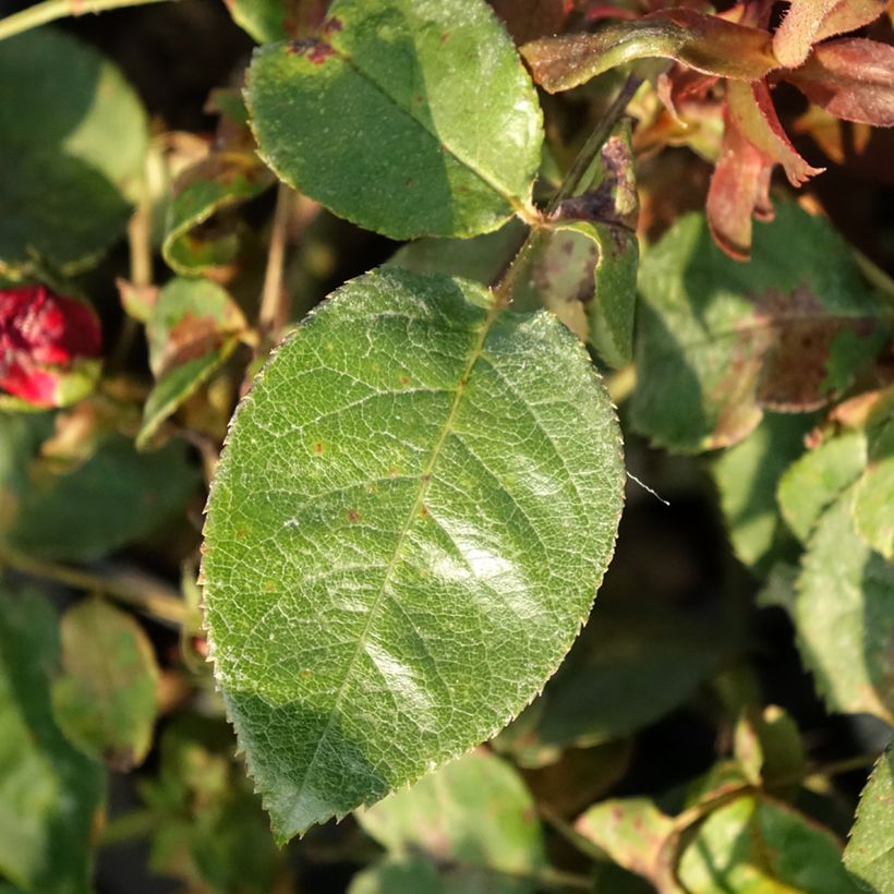 Roseira de flor grande Kazatchok (Folhagem)