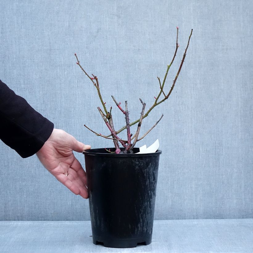 Amostra de Roseira de flor grande Kazatchok Vaso de 4 L/5 L tal como entregue no inverno