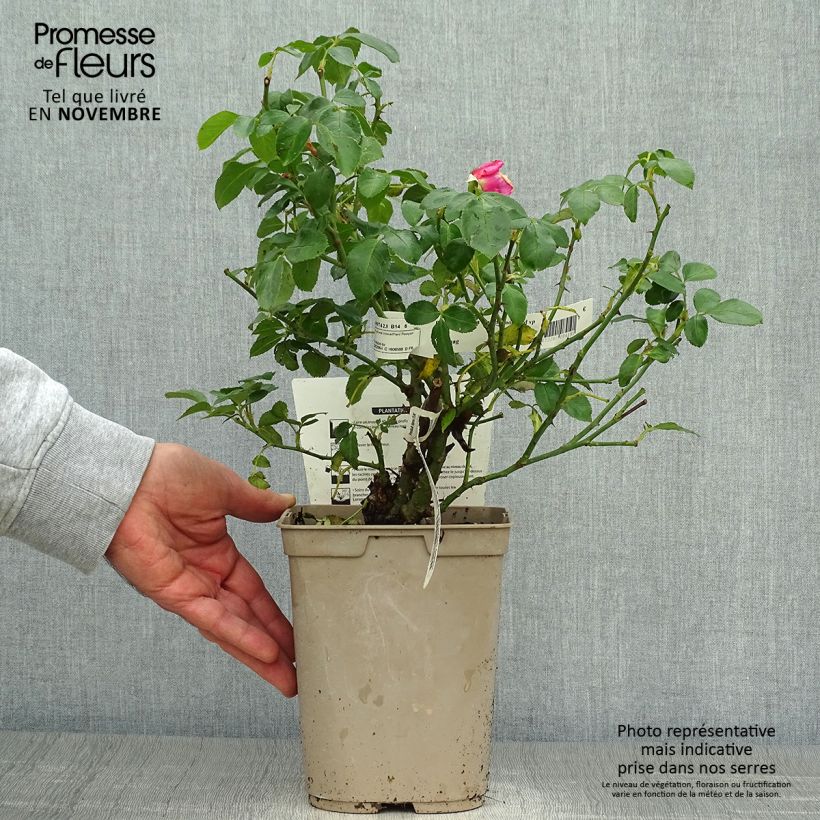 Amostra de Roseira de flor grande La Rose de Molinard Vaso de 4 L/5 L tal como entregue no outono