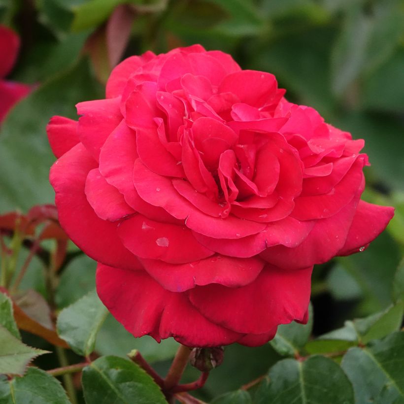 Roseira de flor grande La rose Monsieur (Floração)