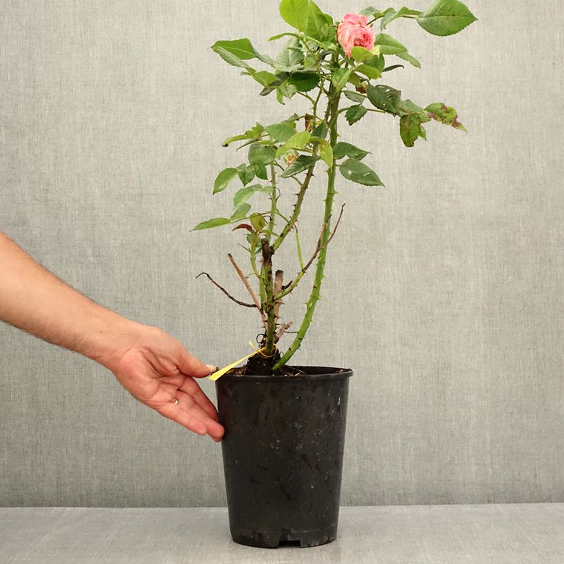 Amostra de Roseira de flor grande Les Années Folles Fox Trot Vaso de 4 L/5 L tal como entregue no verão