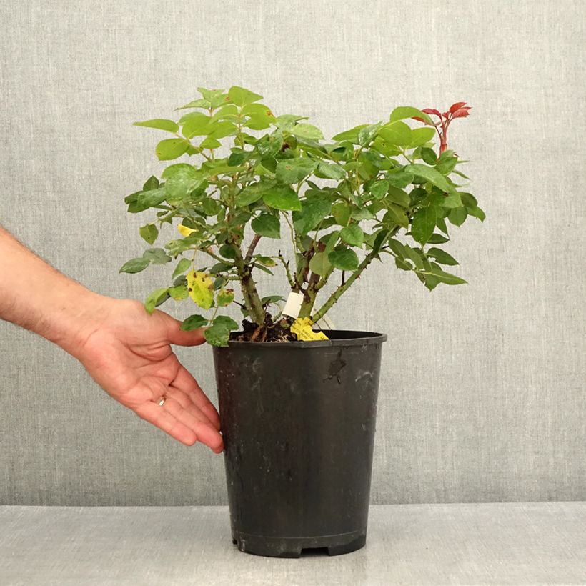Amostra de Roseira de flor grande Nostalgia Vaso de 4 L/5 L tal como entregue no verão