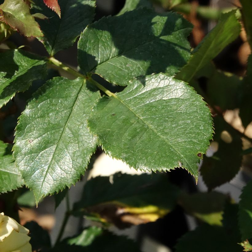 Roseira de flor grande La Rotonde - Rosa (Folhagem)