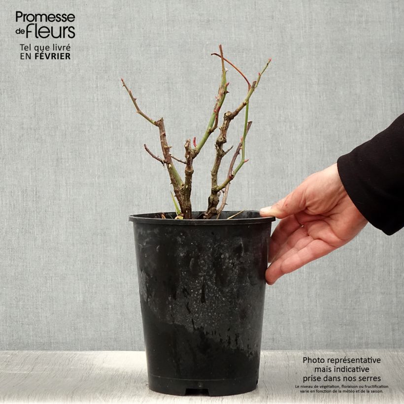 Amostra de Rosier à grandes fleurs Les Années Folles Mistinguett Pot de 4L/5L tal como entregue no inverno