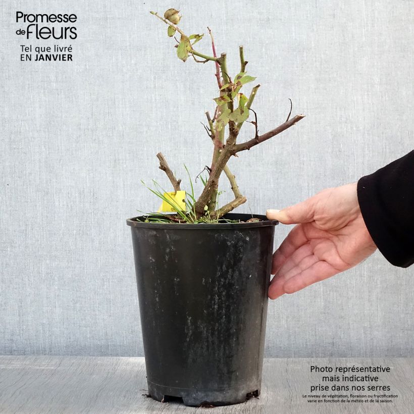 Amostra de Roseira de flor grande Music Hall Vaso de 4 L/5 L tal como entregue no inverno