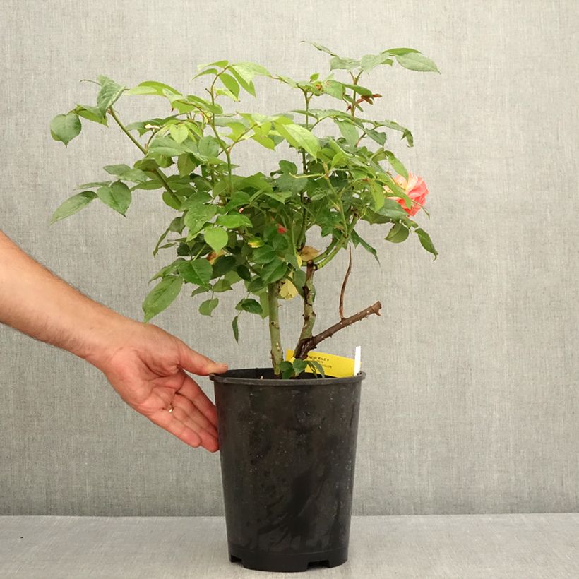 Amostra de Roseira de flor grande Music Hall Vaso de 4 L/5 L tal como entregue no verão