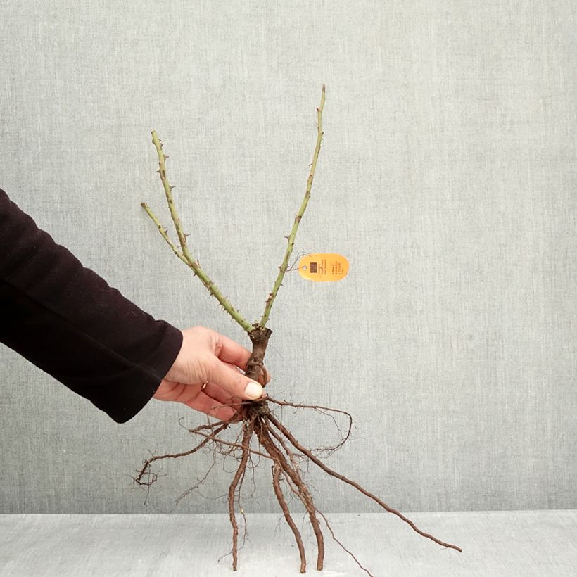 Amostra de Roseira de flor grande Louis de Funes Raízes nuas tal como entregue no inverno