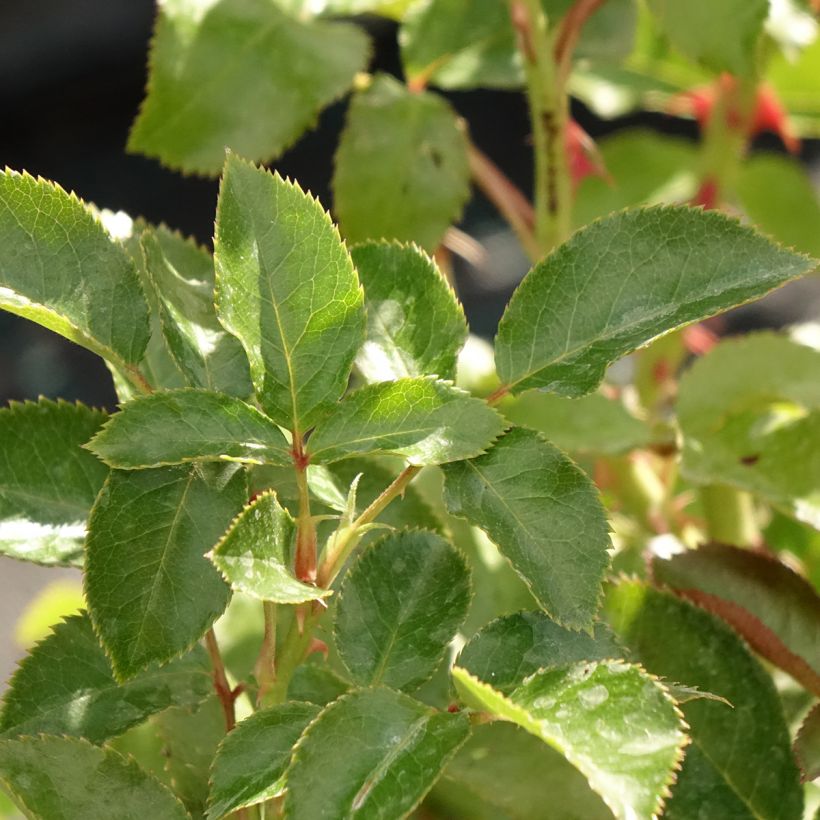 Roseira de flor grande Macha Meril (Folhagem)