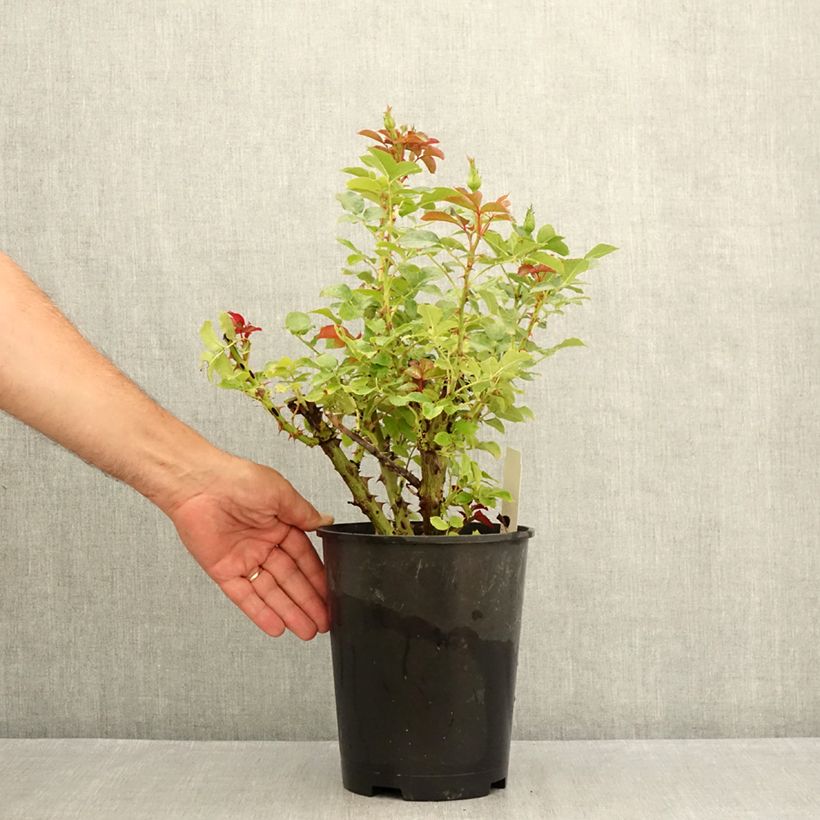 Amostra de Roseira de flor grande Macha Meril Vaso de 4 L/5 L tal como entregue no verão