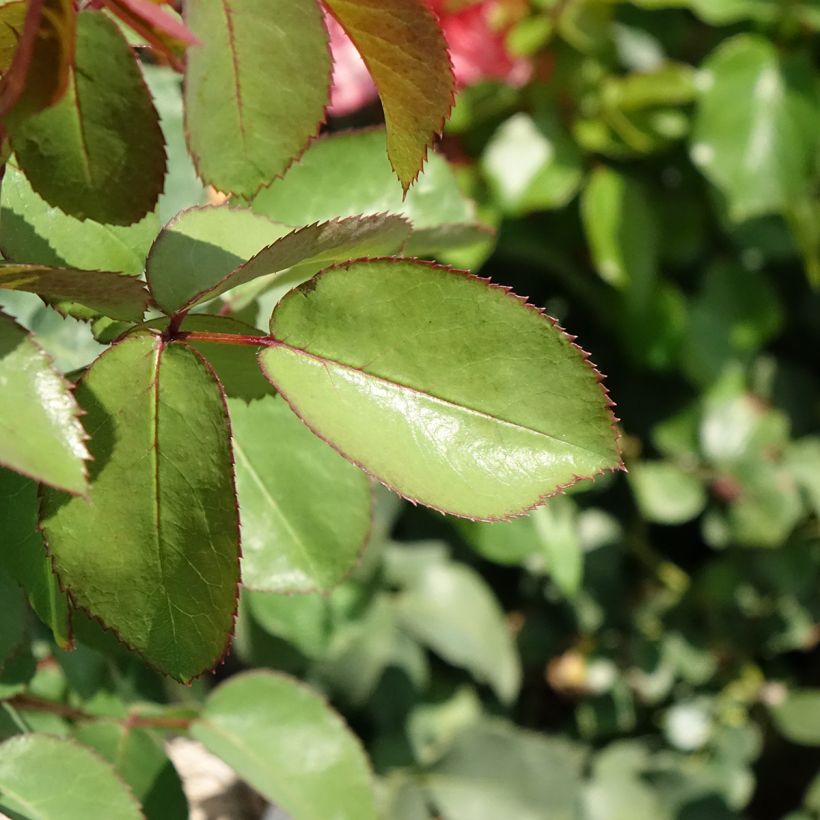 Roseira de flor grande Sweet Mademoiselle (Folhagem)