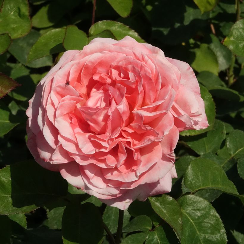 Roseira de flor grande Sweet Mademoiselle (Floração)