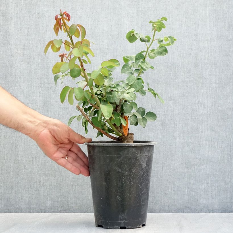 Amostra de Roseira de flor grande Sweet Mademoiselle Vaso de 4 L/5 L tal como entregue no verão