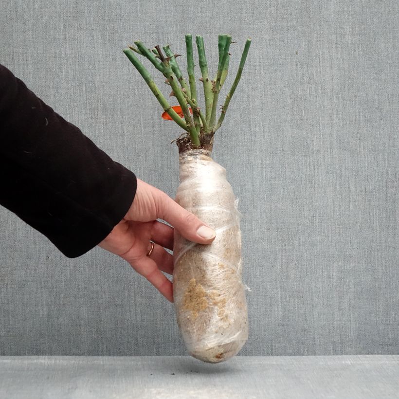 Amostra de Roseira de flor grande Sweet Mademoiselle Raízes nuas em torrão tal como entregue no inverno