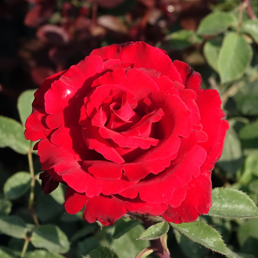 Roseira de flor grande Marcel Pagnol (Floração)